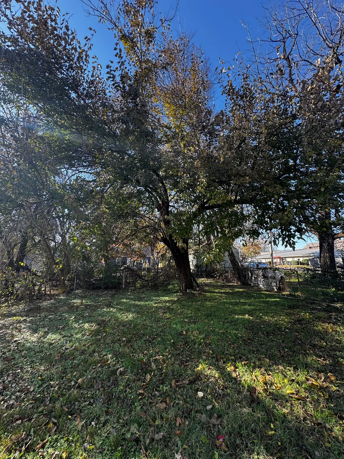 Backyard at 2202 Chamberlain Ave before restoration
